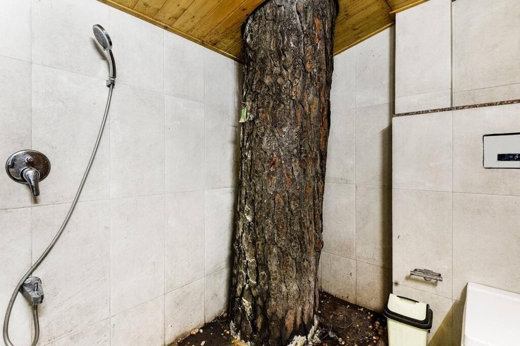 Kasauli Cascade A Cheerfull 4 Bedroom Challet エクステリア 写真